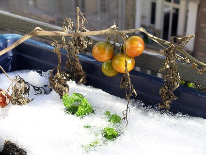 Hannes Kater - Tomaten auf dem Balkon